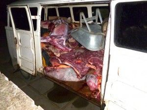Mais de uma tonelada de carne de jumento é apreendida em Limoeiro