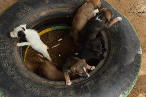 I Feira de Adoção de animais é promovida em Belo Jardim