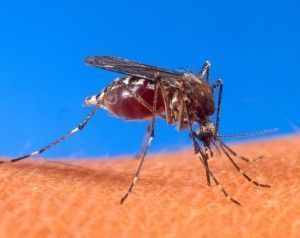 Pílula que mata o mosquito da dengue está aguardando liberação da Anvisa