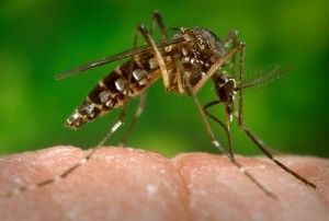 Pesquisa que vai criar vacina contra dengue convoca moradores de PE