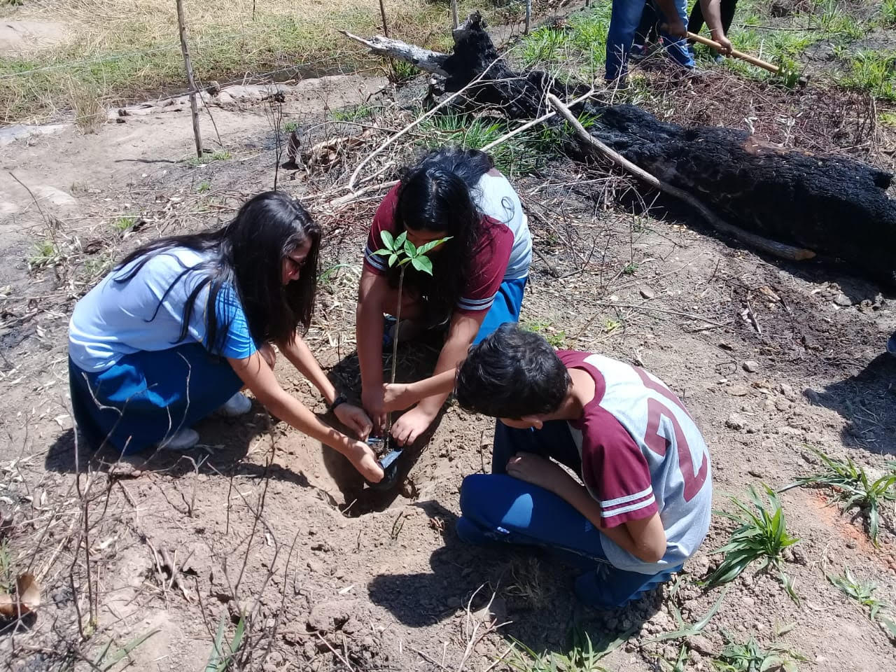 Palmeiron promove plantio de árvores em ação sustentável em Belo Jardim