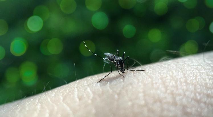Belo Jardim está entre as cidades com risco de surto de Dengue, zika e chikungunya em 2019