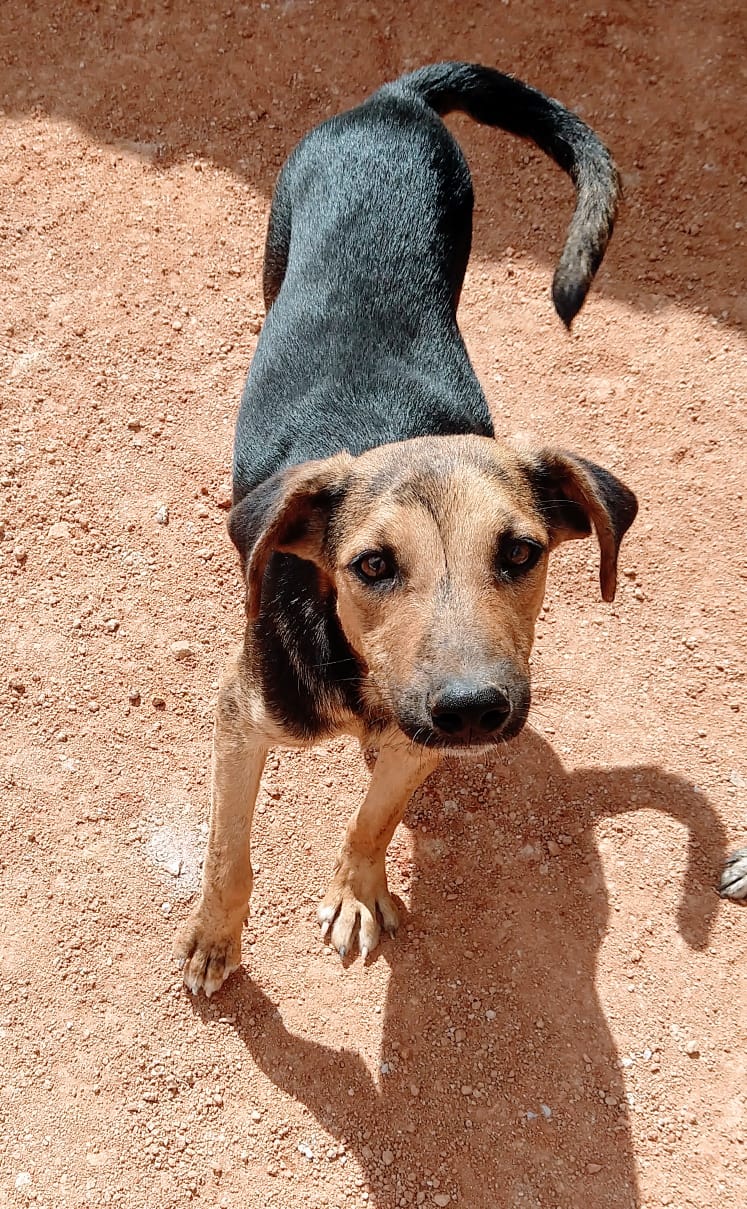 ONG tem cães disponíveis para adoção em Belo Jardim