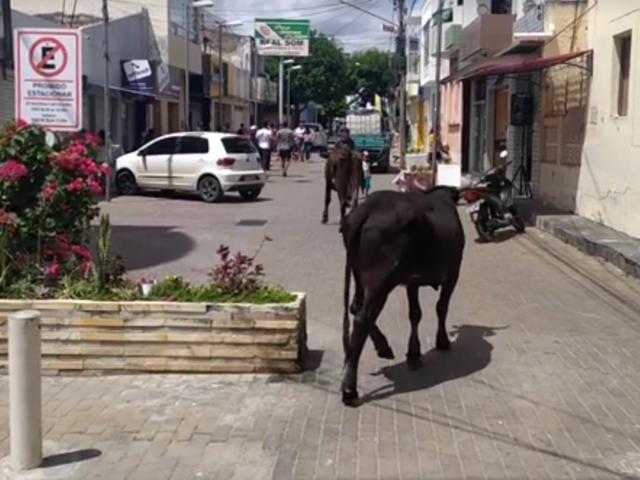 Vídeo: animais são flagrados pastando no Calçadão em Belo Jardim