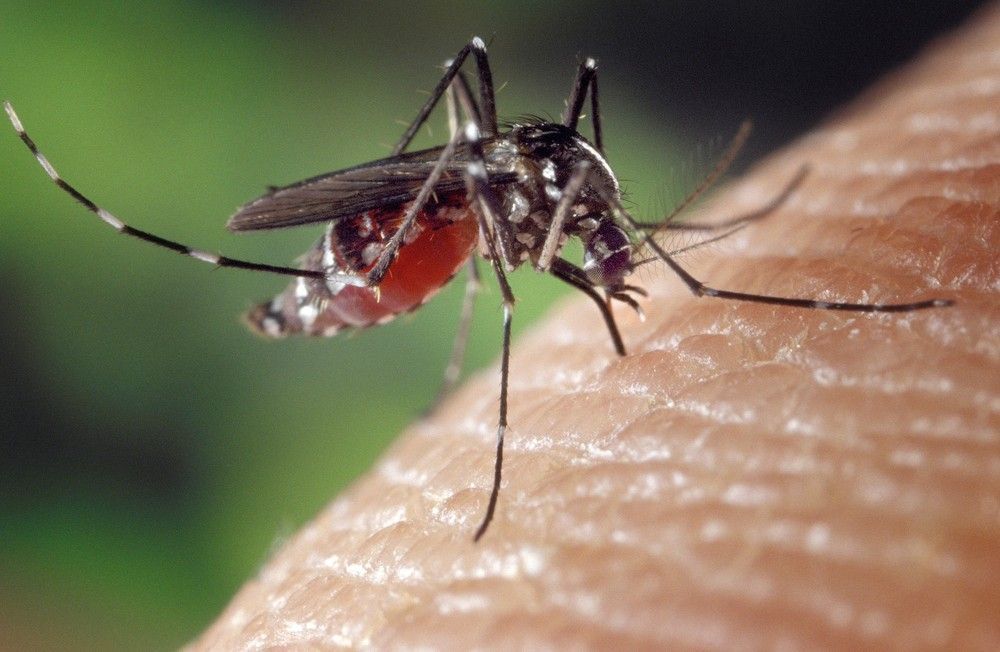 Pernambuco tem aumento de 161% no número de casos suspeitos de dengue, zika e chikungunya em 2019