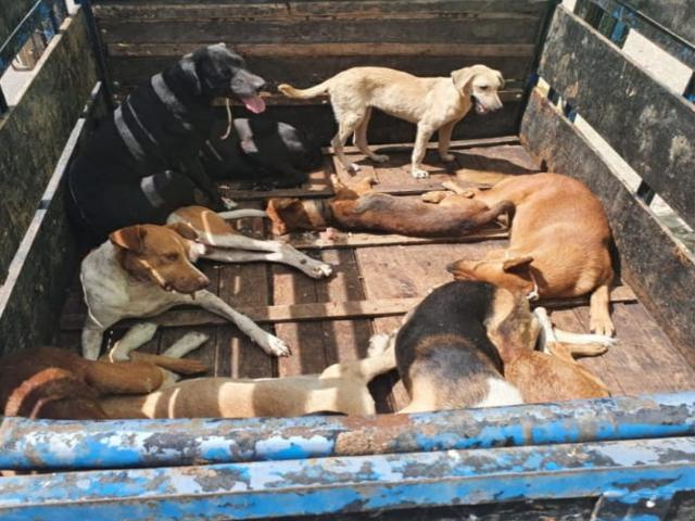 Prefeitura de São Bento do Una recolhe cães abandonados