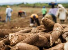 Parceria entre Executivo e entidades garantem valorização da Mandiocultura na comunidade quilombola do Barro Branco