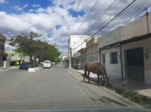 Cavalo solto é flagrado no bairro do Tambor