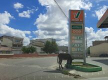 Animal solto é flagrado em posto de gasolina no bairro do Santo Antônio