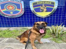 Polícia Militar de PE lança campanha para adoção de cachorros aposentados