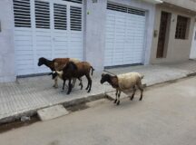 Animais soltos são flagrados no bairro do Tambor em Belo Jardim