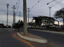 Animais soltos são flagrados na avenida Moacir Monteiro Senhorinho