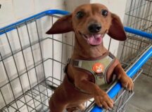Pingo tinha 4 anos e era um cachorro da raça dachshund — Foto: Reprodução/WhatsApp