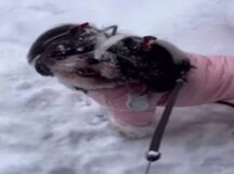 VÍDEO: cadela do interior de Pernambuco se diverte brincando na neve após se mudar para o Canadá