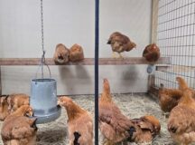 Galinhas à venda em loja de Houston, no Texas; demanda pelo animal aumentou por conta da escassez de ovos nos EUA — Foto: Moisés ÁVILA / AFP